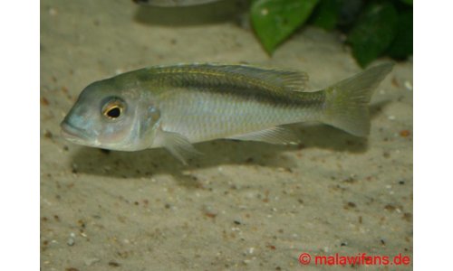 Buccochromis spectabilis